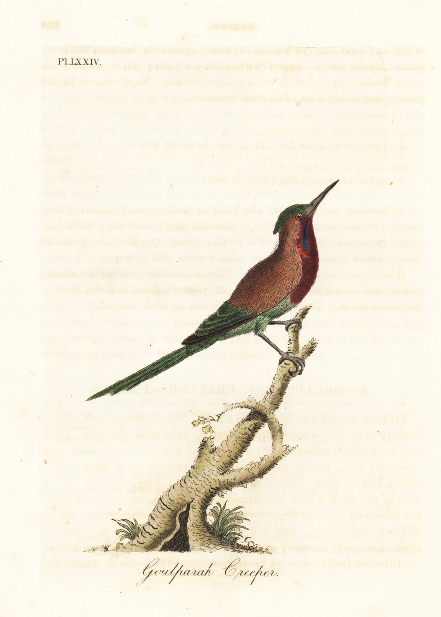 Slunečnice karmínová, Aethopyga siparaja seheriae (liána Goulpourah). Ručně kolorovaný mědiryt nakreslený a rytý Johnem Lathamem z jeho vlastní A General History of Birds, Winchester od John Latham