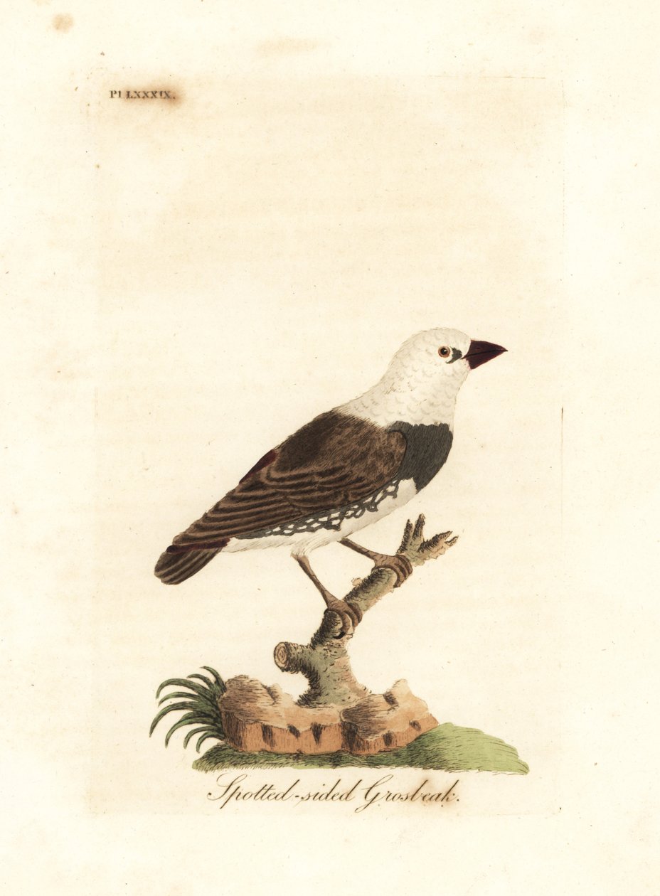 Ohnivák diamantový, Stagonopleura guttata (groš tečkovaný, Fringilla leucocephala). Ručně kolorovaný mědirytin nakreslený a vyrytý Johnem Lathamem z jeho vlastní A General History of Birds, Winchester od John Latham