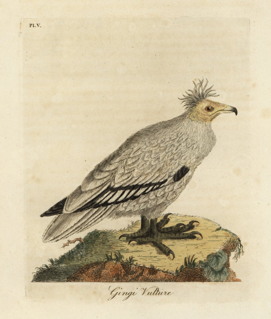 Sup egyptský, Neophron percnopterus ginginianus.1824 (rytina) od John Latham