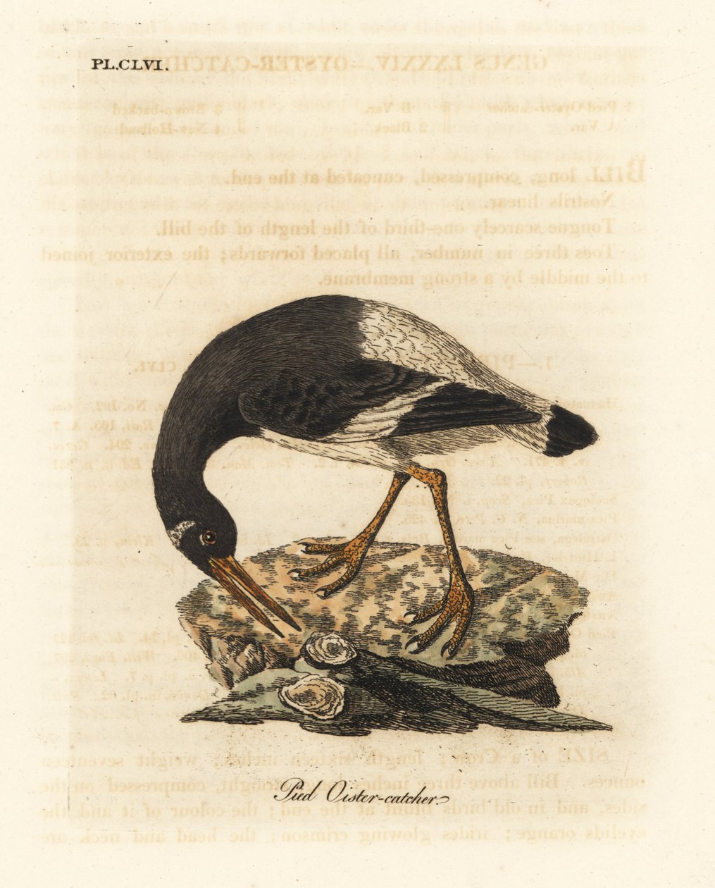 Ústřičník říční, Haematopus ostralegus. Ručně kolorovaný mědirytin nakreslený a vyrytý Johnem Lathamem z jeho vlastní A General History of Birds, Winchester od John Latham