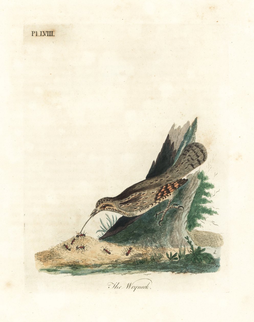 Ryzák evropský, Jynx torquilla (Junx torquilla). Ručně kolorovaný mědiryt nakreslený a rytý Johnem Lathamem z jeho vlastní A General History of Birds, Winchester od John Latham