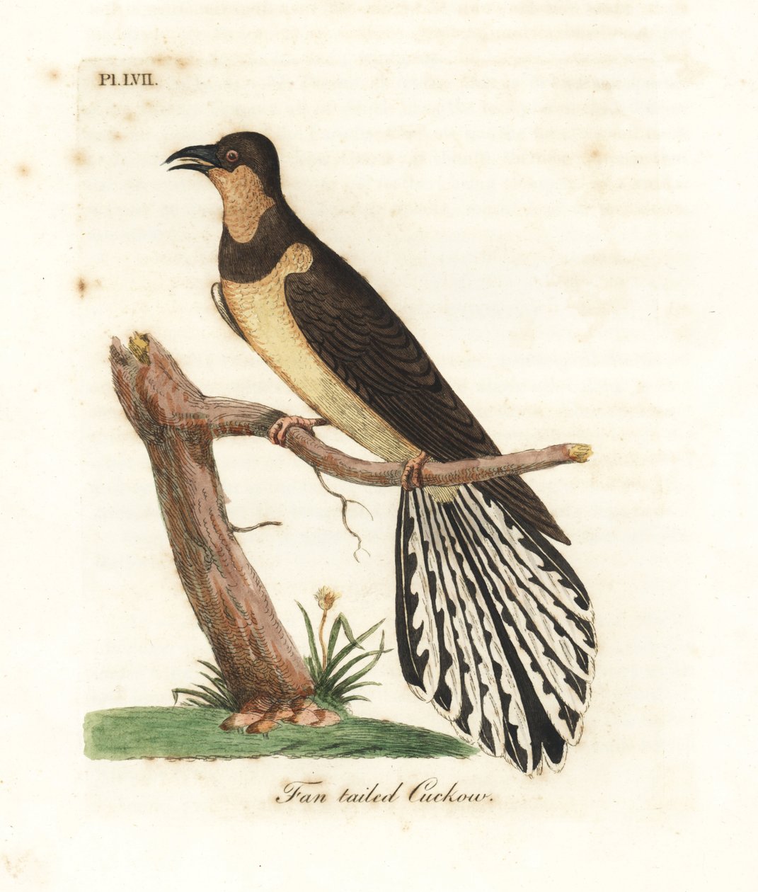 Kukačka vějířovitá, Cacomantis flabelliformis (kukačka vějířovitá, Cuculus flabelliformis). Ručně kolorovaný mědirytin nakreslený a vyrytý Johnem Lathamem z jeho vlastní A General History of Birds, Winchester od John Latham