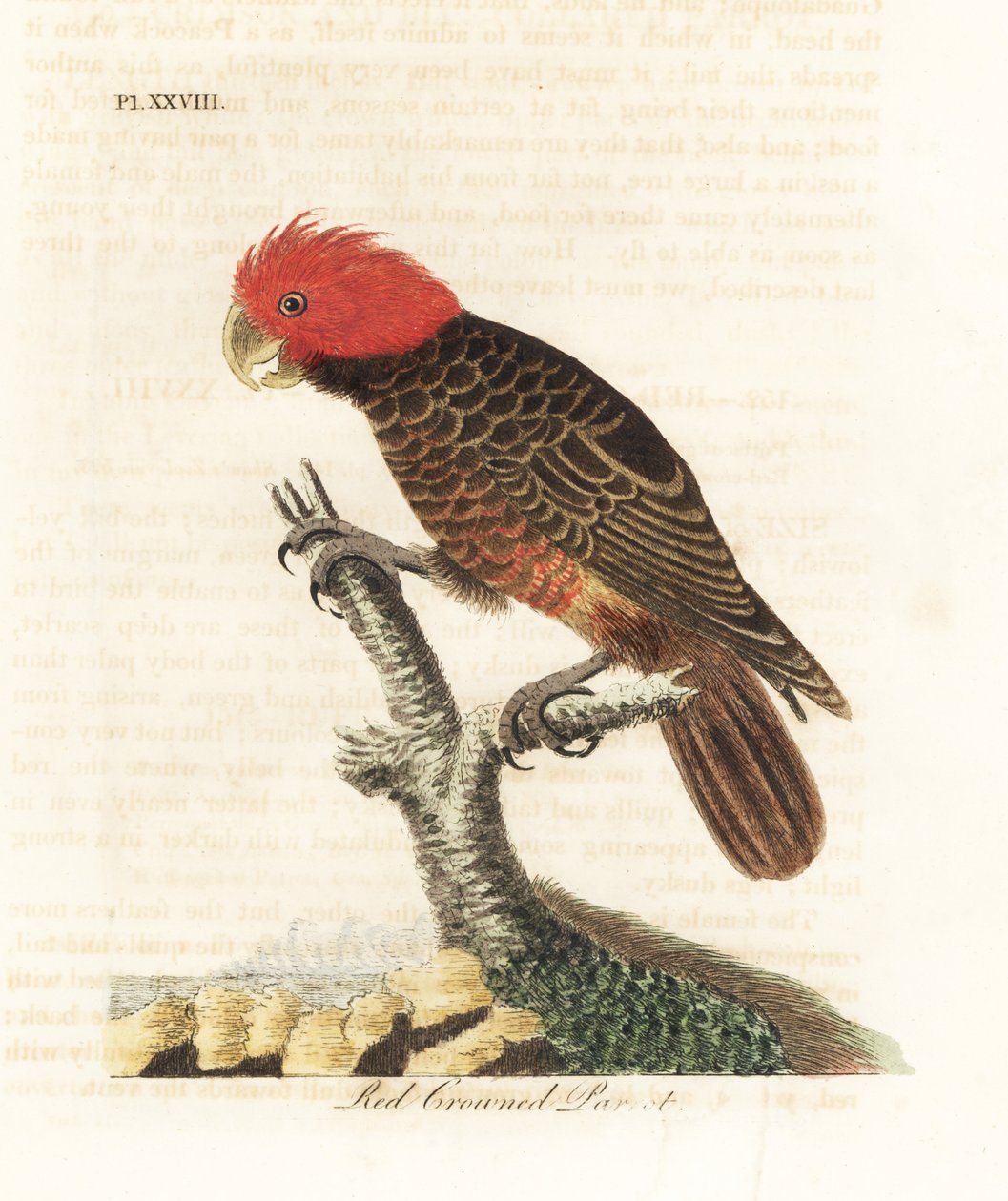 Gang-gang kakadu, Callocephalon fimbriatum (papoušek červenokorunný, Psittacus galeatus). Ručně kolorovaný mědirytin nakreslený a vyrytý Johnem Lathamem z jeho vlastní A General History of Birds, Winchester od John Latham