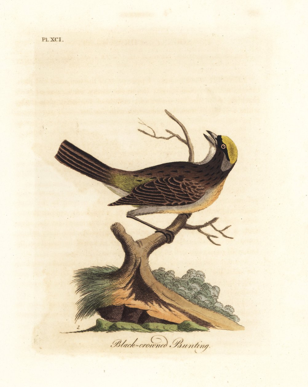 Vrabec zlatokostý, Zonotrichia atricapilla (Strnad černotemenný, Emberiza atricapilla). Ručně kolorovaný mědirytin nakreslený a vyrytý Johnem Lathamem z jeho vlastní A General History of Birds, Winchester od John Latham