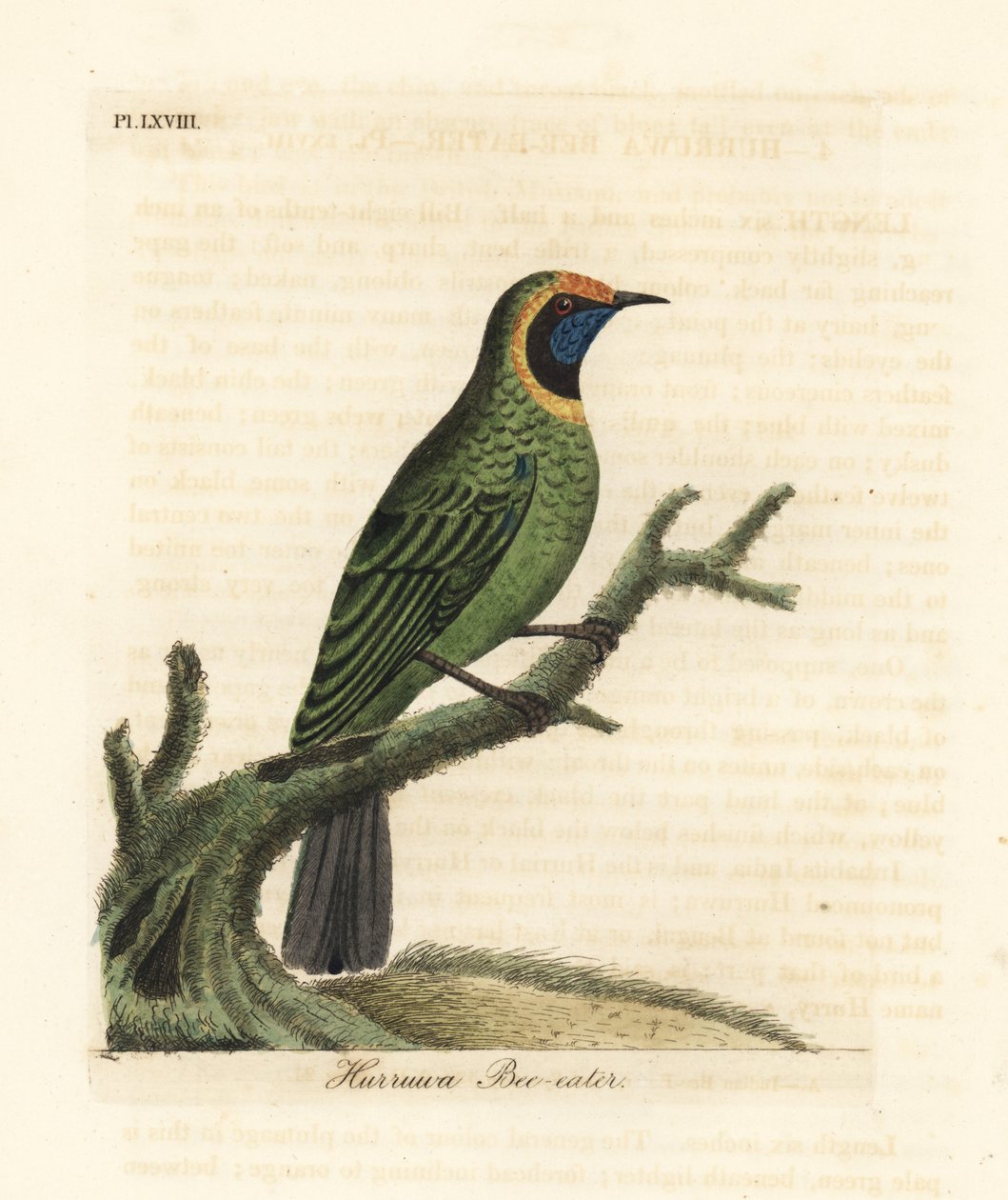 Listovec zlatočelý, Chloropsis aurifrons. (Hurruwa včelojed, Indie.) Ručně kolorovaný mědirytin nakreslený a vyrytý Johnem Lathamem z jeho vlastní A General History of Birds, Winchester od John Latham