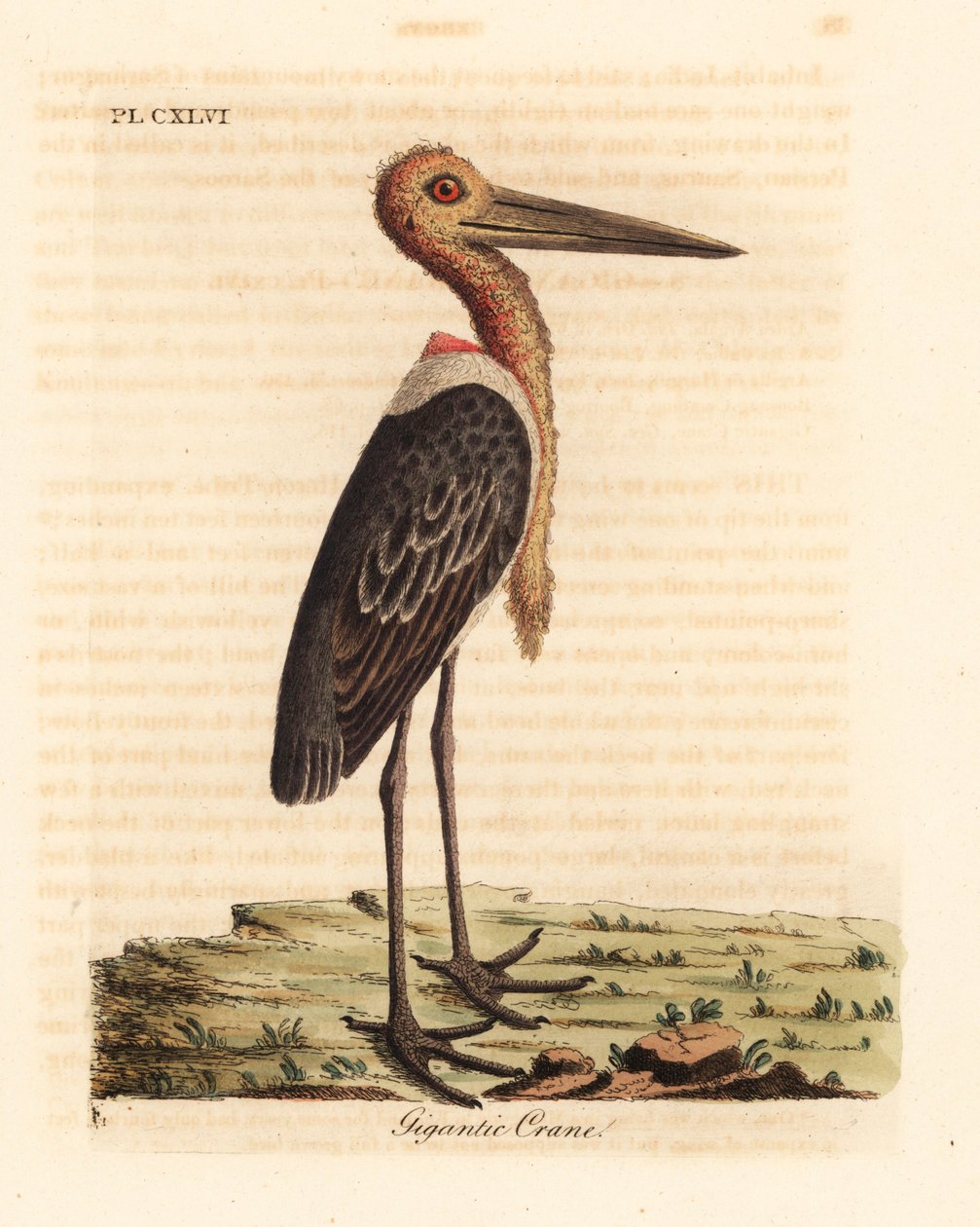 Větší pobočník, Leptoptilos pochybný. Ohrožený. (Gigantický jeřáb, Ardea argala.) Ručně kolorovaný mědiryt nakreslený a vyrytý Johnem Lathamem z jeho vlastní A General History of Birds, Winchester od John Latham