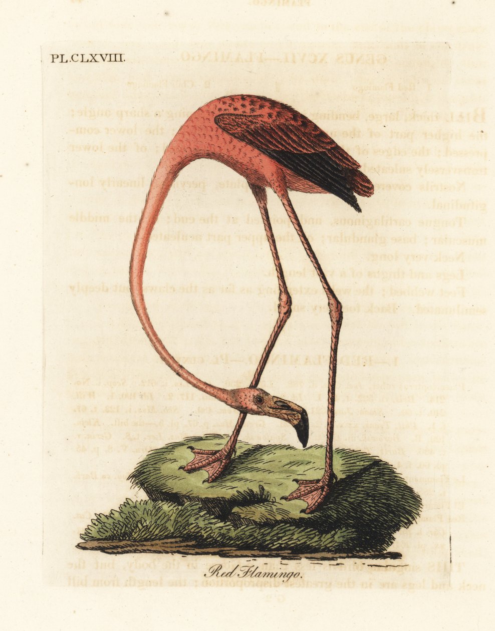 Plameňák větší, Phoenicopterus roseus, nebo plameňák americký, Phoenicopterus ruber (Plameňák červený, Phaenicopterus ruber). Ručně kolorovaný mědirytin nakreslený a vyrytý Johnem Lathamem z jeho vlastní A General History of Birds, Winchester od John Latham