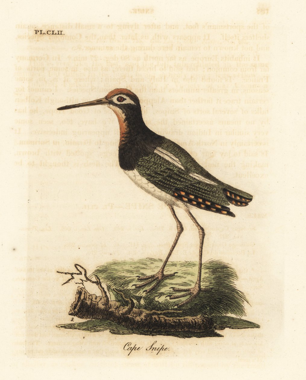 Bekasinka větší, Rostratula benghalensis (Bluska kapská, Scolopax capensis). Ručně kolorovaný mědirytin nakreslený a vyrytý Johnem Lathamem z jeho vlastní A General History of Birds, Winchester od John Latham