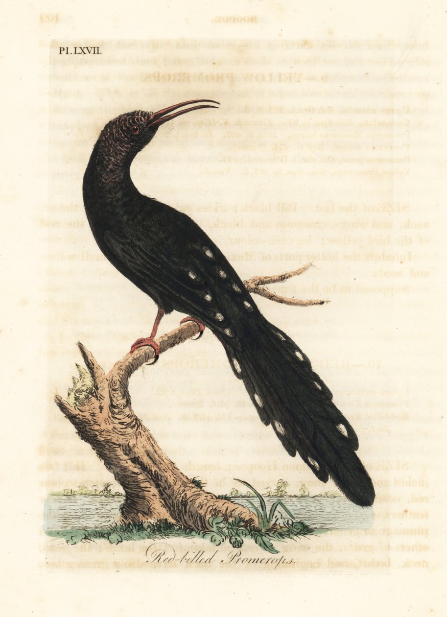 Dudek zelený, Phoeniculus purpureus (promerops červenozobý, Upupa erythhrorynchos). Ručně kolorovaný mědirytin nakreslený a vyrytý Johnem Lathamem z jeho vlastní A General History of Birds, Winchester od John Latham