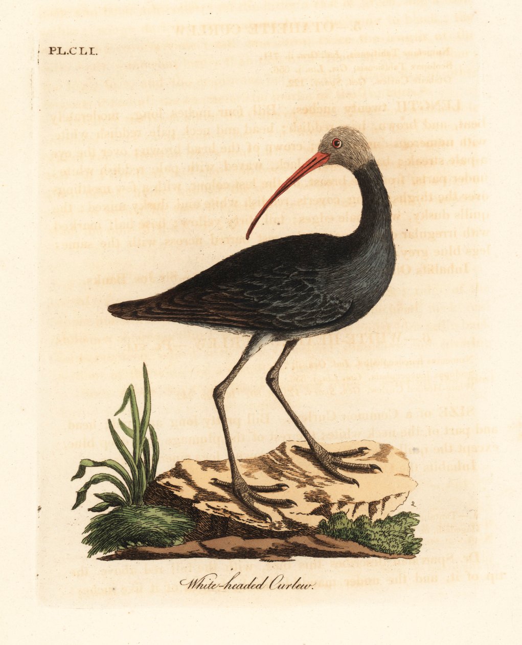 Hadada nebo hadeda ibis, Bostrychia hagedash? (Kruhák bělohlavý, Numenius leucocephalus.) Ručně kolorovaný mědirytin nakreslený a vyrytý Johnem Lathamem z jeho vlastní A General History of Birds, Winchester od John Latham