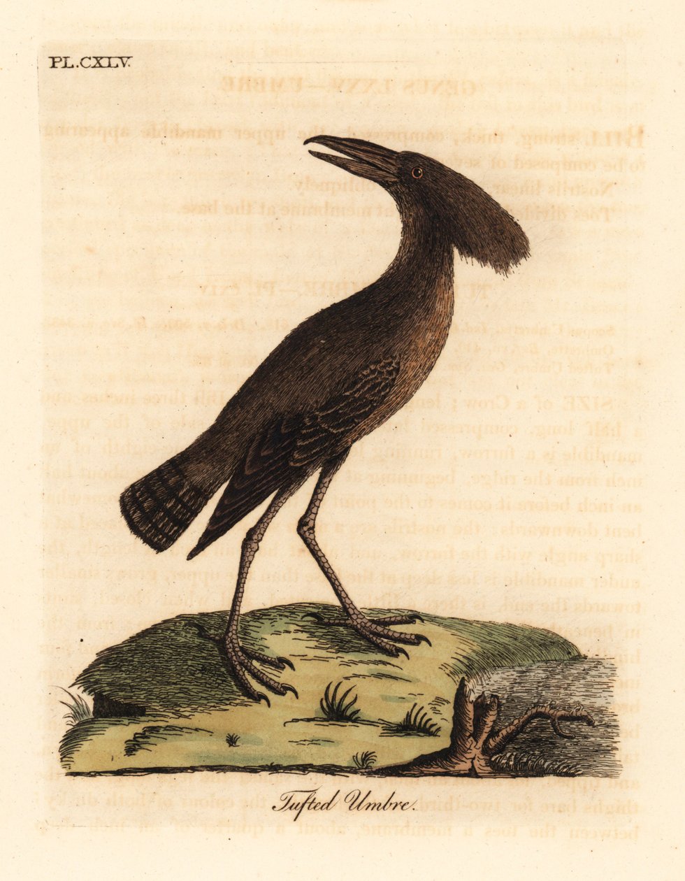 Hamerkop, Scopus umbretta (Všívaný deštník). Ručně kolorovaný mědirytin nakreslený a vyrytý Johnem Lathamem z jeho vlastní A General History of Birds, Winchester od John Latham