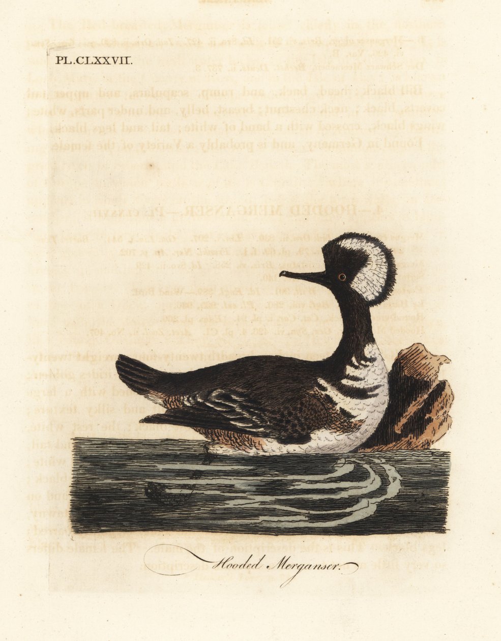 Mořák kapucínský, Lophodytes cucullatus (Mergus cucullatus). Ručně kolorovaný mědirytin nakreslený a vyrytý Johnem Lathamem z jeho vlastní A General History of Birds, Winchester od John Latham