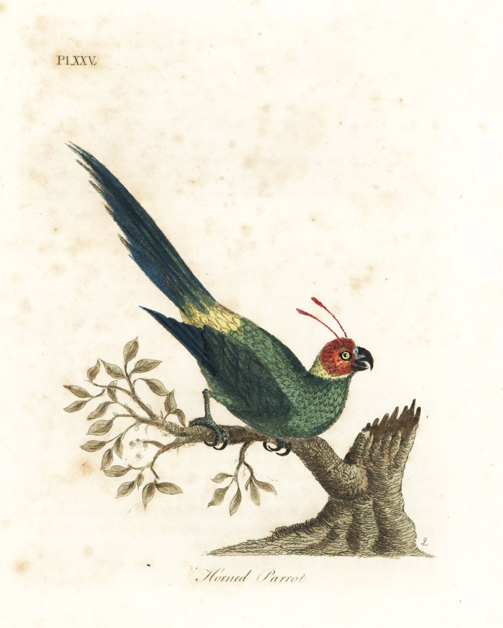 Andulka rohatá, Eunymphicus cornutus. Zranitelný (papoušek rohatý, Psittacus bisetis.) Ručně kolorovaný mědiryt nakreslený a vyrytý Johnem Lathamem z jeho vlastní A General History of Birds, Winchester od John Latham