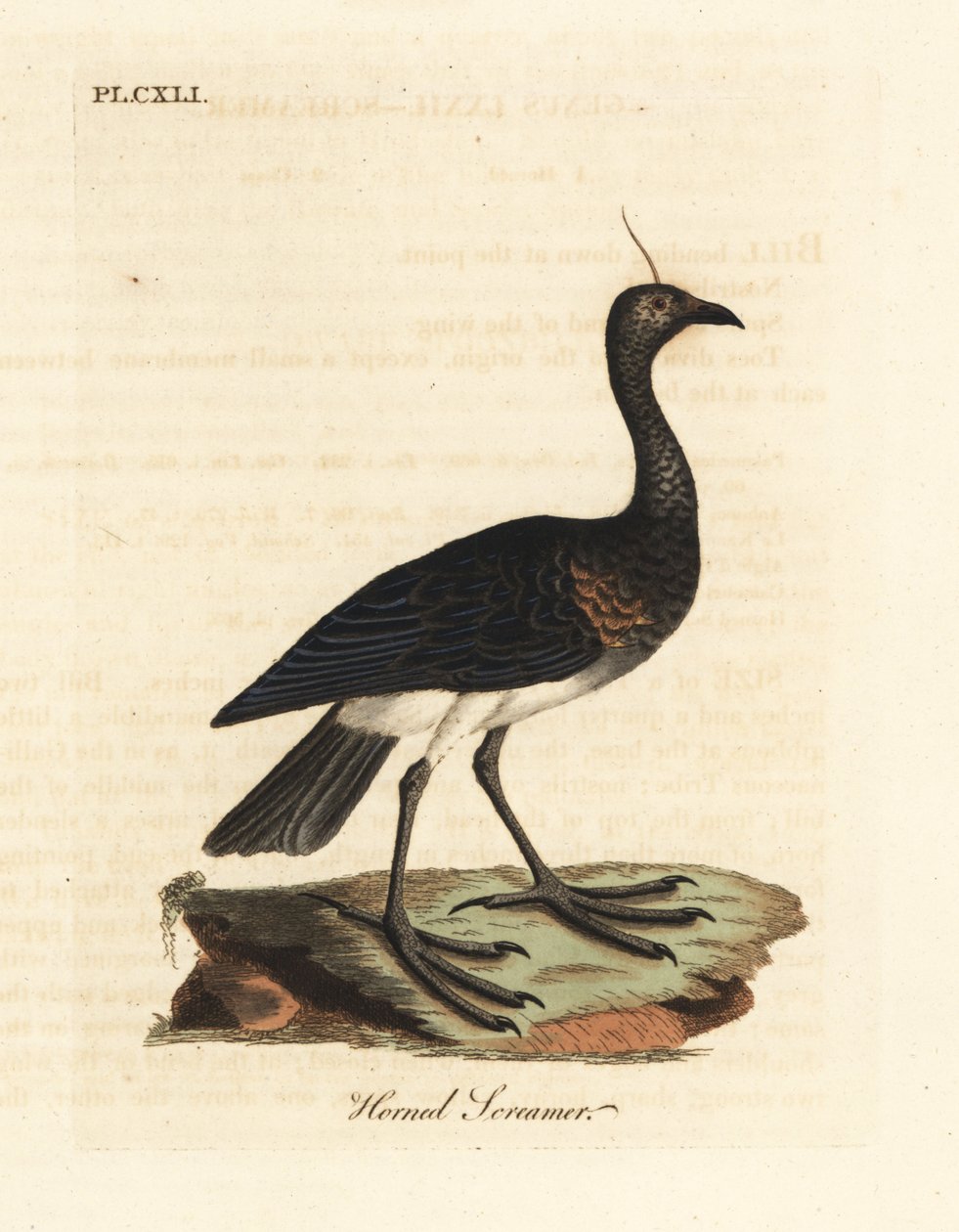 Rohatý křikloun, Anhima cornuta (Palamedea cornuta). Ručně kolorovaný mědirytin nakreslený a vyrytý Johnem Lathamem z jeho vlastní A General History of Birds, Winchester od John Latham