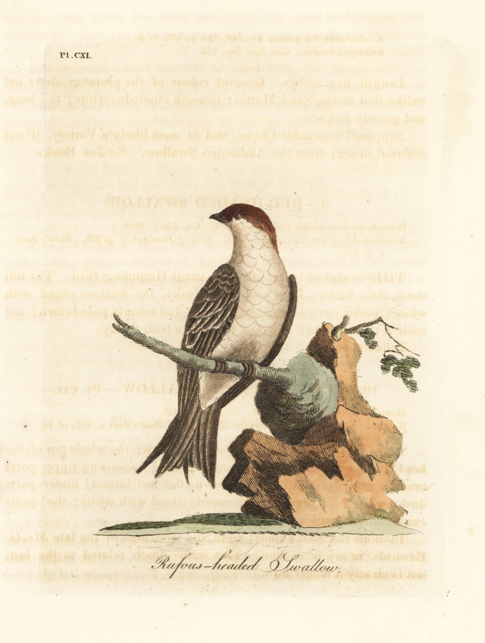 Vlaštovka indická útesová, Petrochelidon fluvicola. (Vlaštovka s hlavou Rufos, Hirundo indica.) Ručně kolorovaný mědirytin nakreslený a vyrytý Johnem Lathamem z jeho vlastní A General History of Birds, Winchester od John Latham