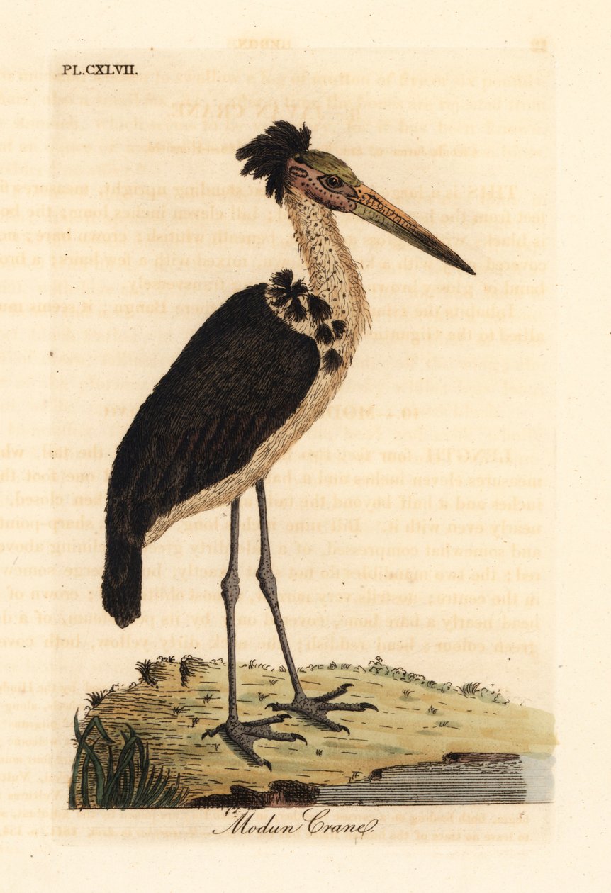 Menší pobočník, Leptoptilos javanicus. Zranitelný. (Modun skull.) Ručně kolorovaný mědirytin nakreslený a vyrytý Johnem Lathamem z jeho vlastní A General History of Birds, Winchester od John Latham
