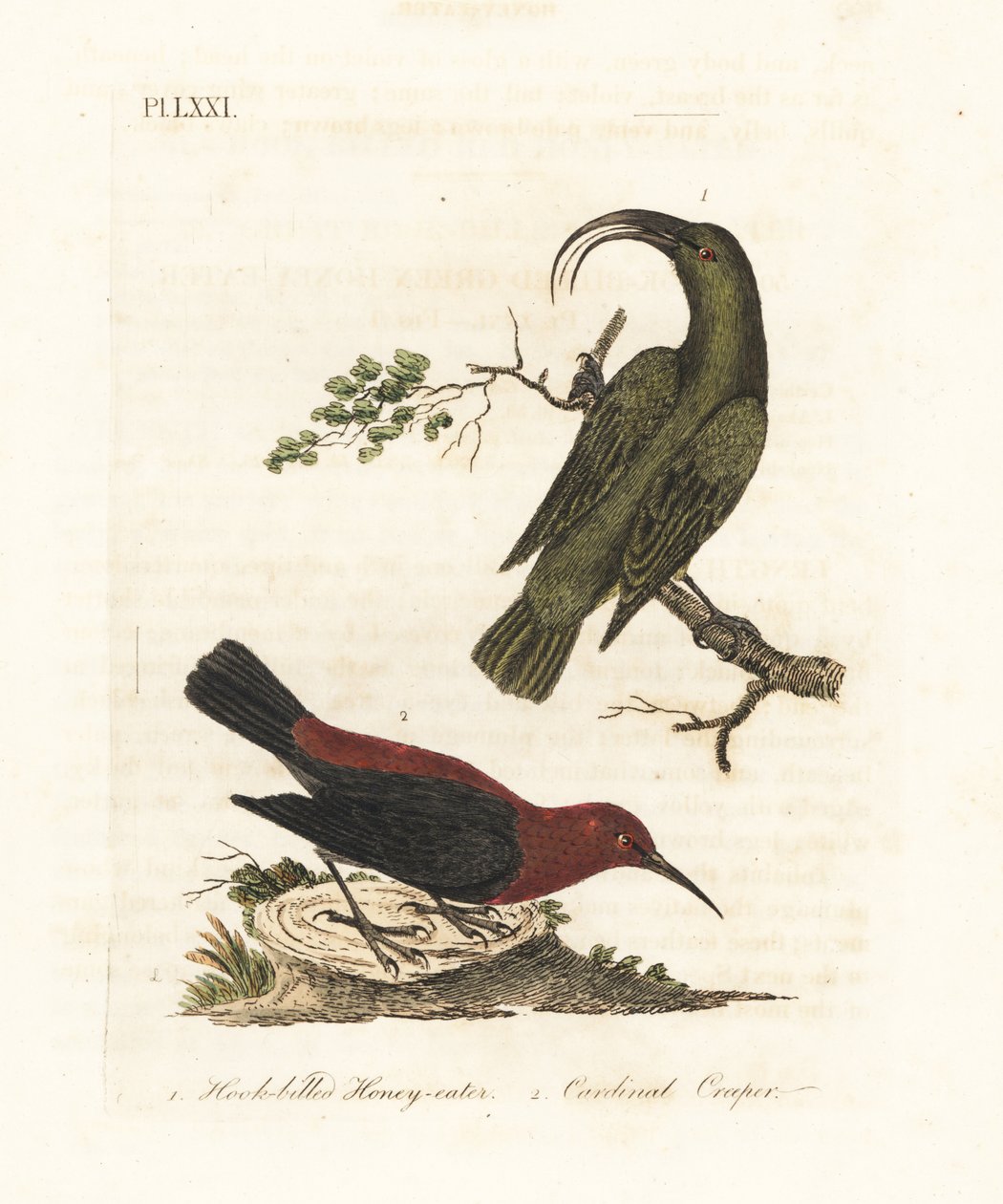 Akialoa menší, Hemignathus obscurus (vyhynulý) a myzomela kardinální, Myzomela cardinalis. (Medojed zelený Certhia obscura, původem z Havaje, a medojed kardinálský, Certhia cardinalis, původem z Tanna, Vanuatu.) Ručně kolorovaný mědiryt od John Latham