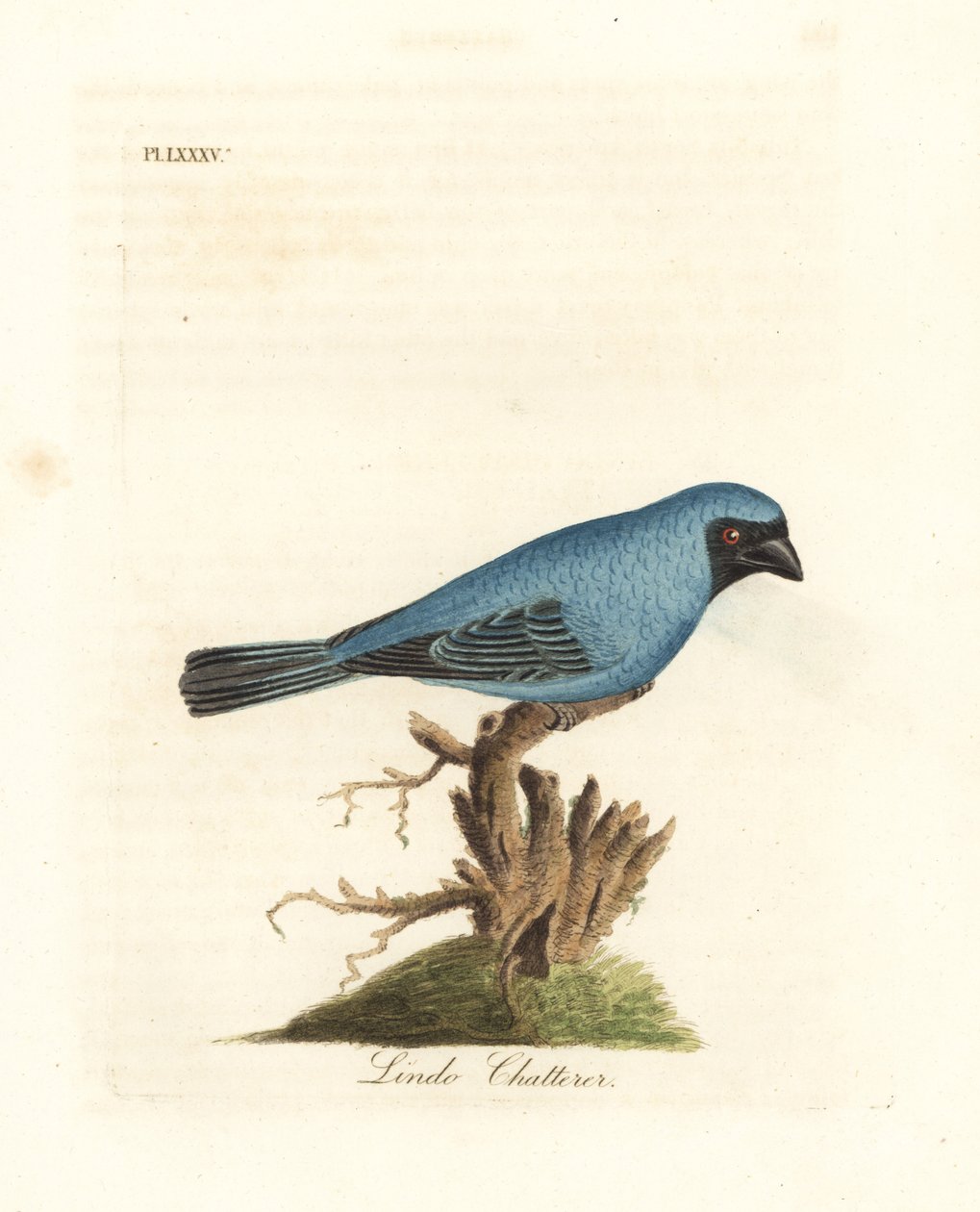 Lindo tlachající. Možná vlaštovčí tanager, Tersina viridis, ale se spodní částí těla modrou, nikoli bílou. Ručně kolorovaný mědirytin nakreslený a vyrytý Johnem Lathamem z jeho vlastní A General History of Birds, Winchester od John Latham