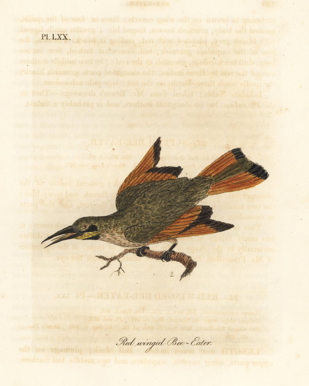 Včelařík malý, Merops pusillus (Včelařík červenokřídlý, Merops erythropterus). Afrika. Ručně kolorovaný mědirytin nakreslený a vyrytý Johnem Lathamem z jeho vlastní A General History of Birds, Winchester od John Latham