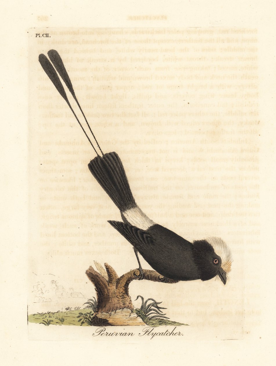 Tyran dlouhoocasý, Colonia colonus (muchavka peruánská, Le Colon). Ručně kolorovaný mědirytin nakreslený a vyrytý Johnem Lathamem z jeho vlastní A General History of Birds, Winchester od John Latham