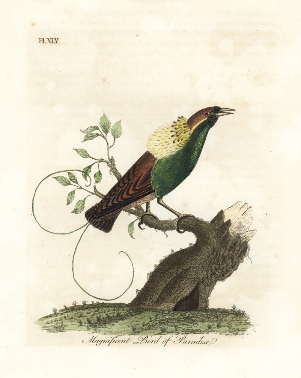Ráj velkolepý, Diphyllodes magnificus (Paradisea magnifica). Ručně kolorovaný mědirytin nakreslený a vyrytý Johnem Lathamem z jeho vlastní A General History of Birds, Winchester od John Latham