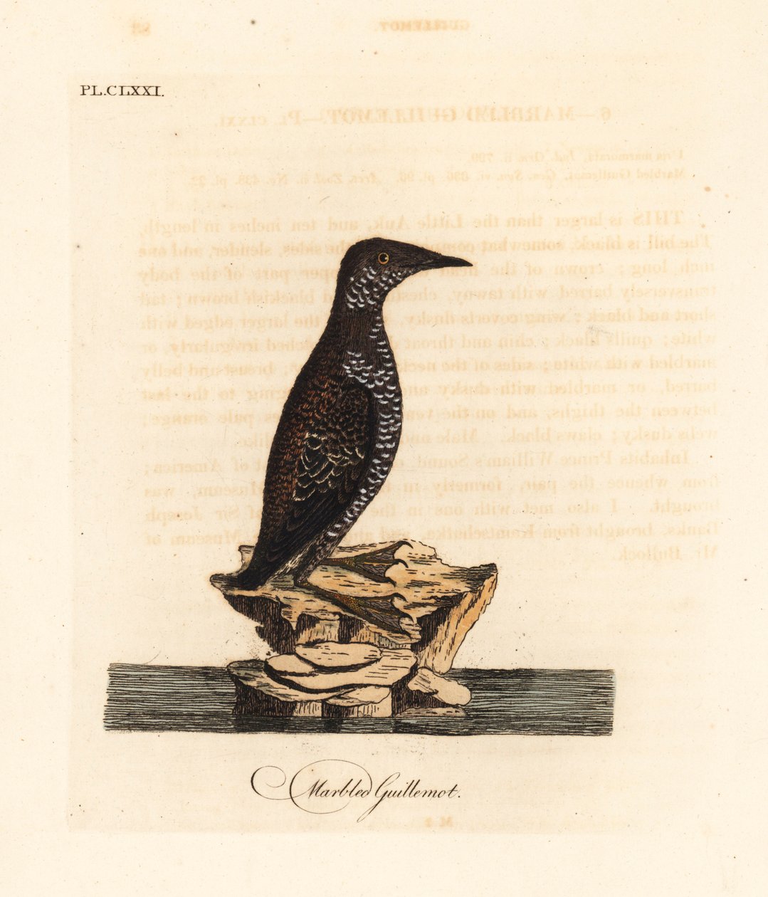 Murrelet mramorovaný, Brachyramphus marmoratus. Ohrožený. (Mramorovaný murrelet, Uria marmorata.) Ručně kolorovaný mědiryt nakreslený a vyrytý Johnem Lathamem z jeho vlastní A General History of Birds, Winchester od John Latham