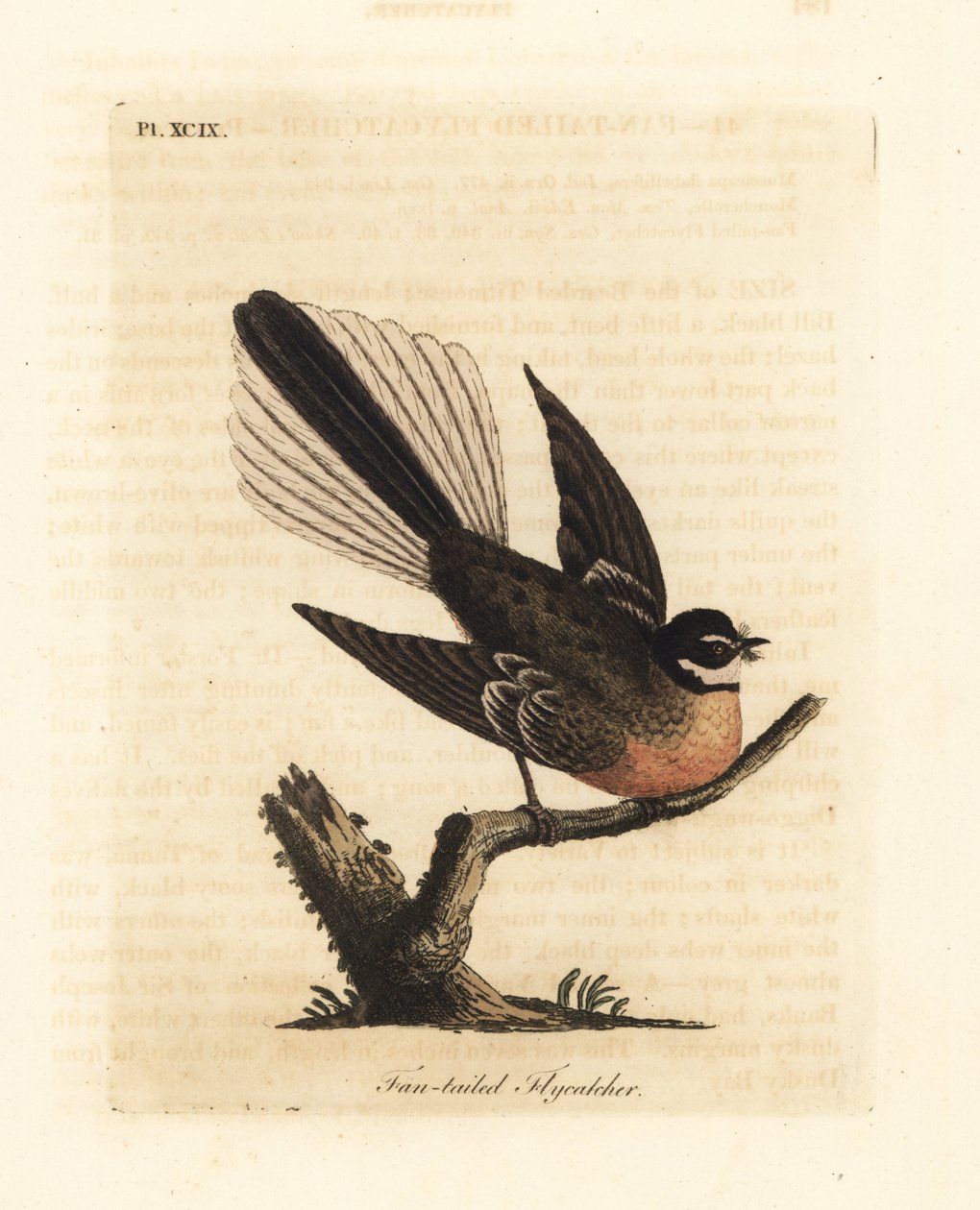 Novozélandský fantail, Rhipidura fuliginosa (muchavka vějířovitá). Ručně kolorovaný mědirytin nakreslený a vyrytý Johnem Lathamem z jeho vlastní A General History of Birds, Winchester od John Latham