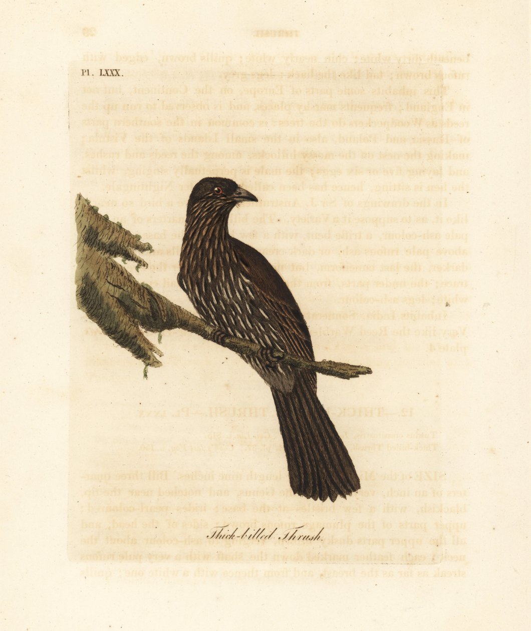 Nový Zéland jižní ostrov piopio, Turnagra capensis. Vyhynulý. (Drozd tlustozobý, Turdus crassirostris.) Ručně kolorovaný mědiryt nakreslený a vyrytý Johnem Lathamem z jeho vlastní A General History of Birds, Winchester od John Latham