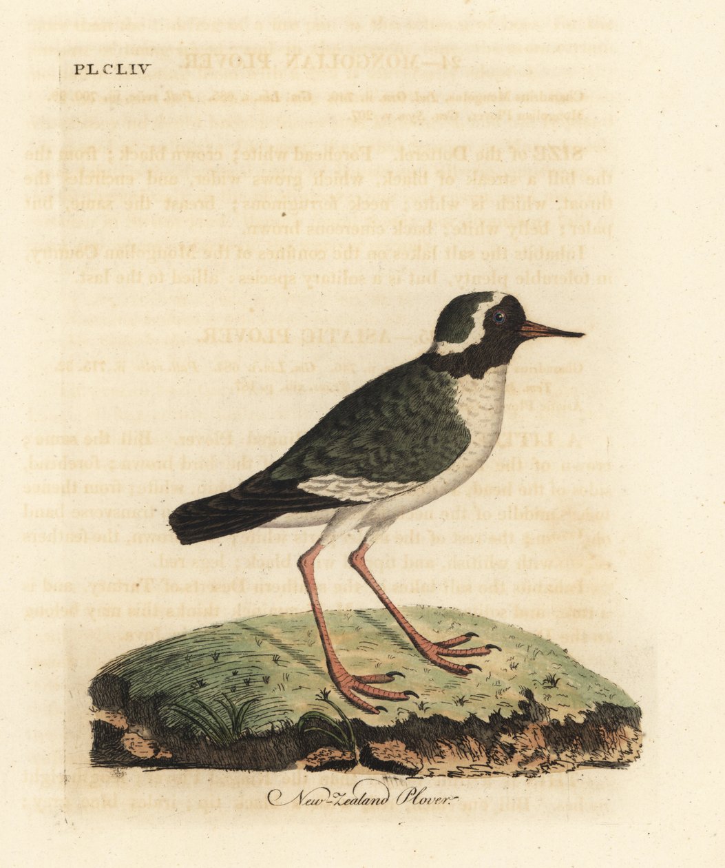 Kulík novozélandský, Charadrius obskurní (Charadrius novae Zealandiae). Ohrožený. Ručně kolorovaný mědirytin nakreslený a vyrytý Johnem Lathamem z jeho vlastní A General History of Birds, Winchester od John Latham