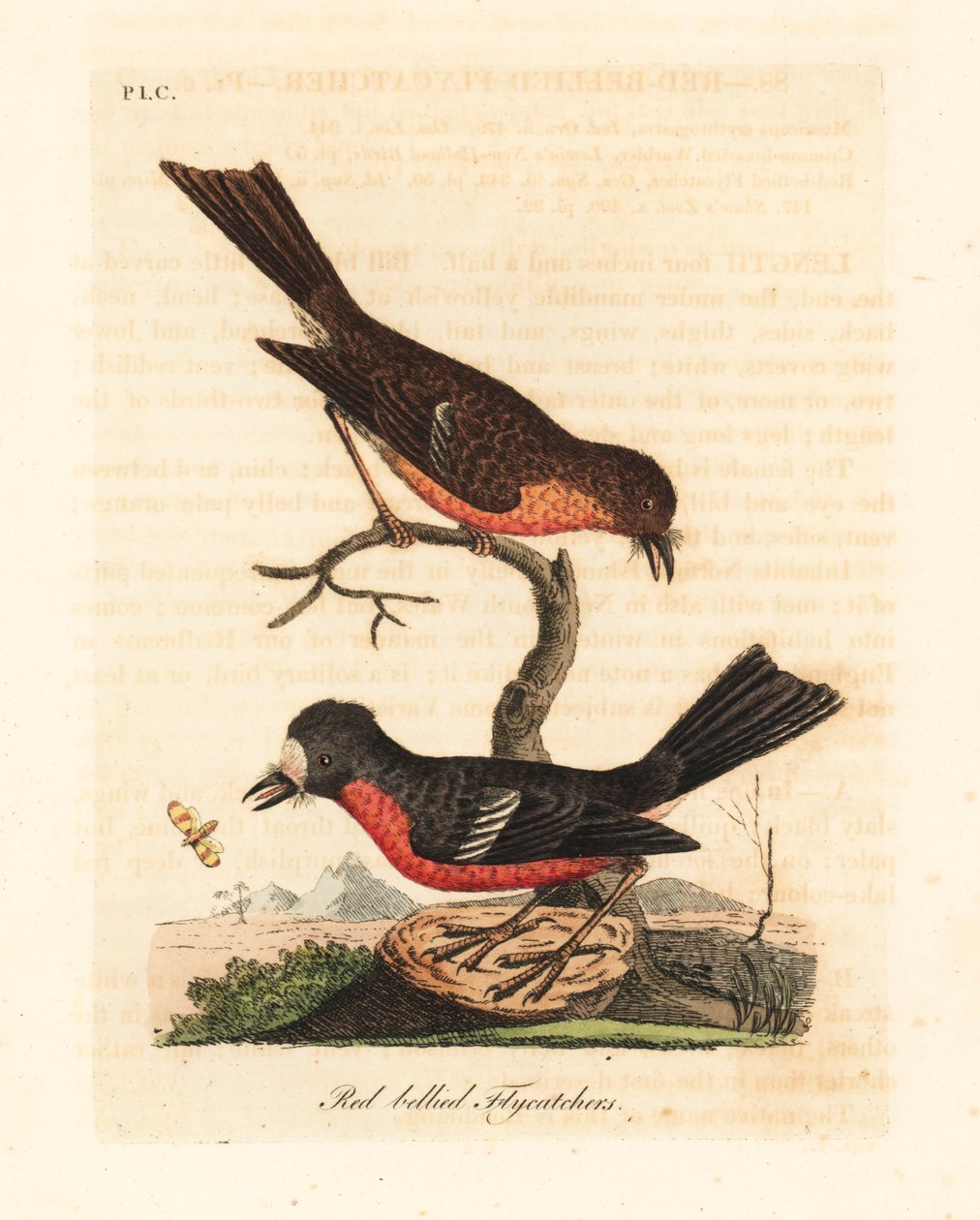 Norfolk Pacific červenka, Petroica multicolor multicolor (Lupucha červenobřichá, Muscicapa erythrogastra). Ručně kolorovaný mědiryt nakreslený a rytý Johnem Lathamem z jeho vlastní A General History of Birds, Winchester od John Latham