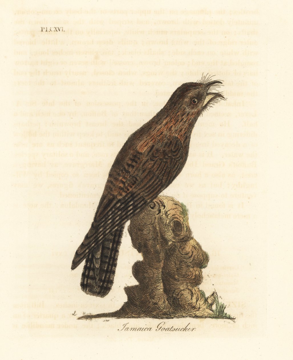 Potoo severní, Nyctibius jamaicensis (kozlík jamajský, Caprimulgus jamaicensis). Ručně kolorovaný mědirytin nakreslený a vyrytý Johnem Lathamem z jeho vlastní A General History of Birds, Winchester od John Latham
