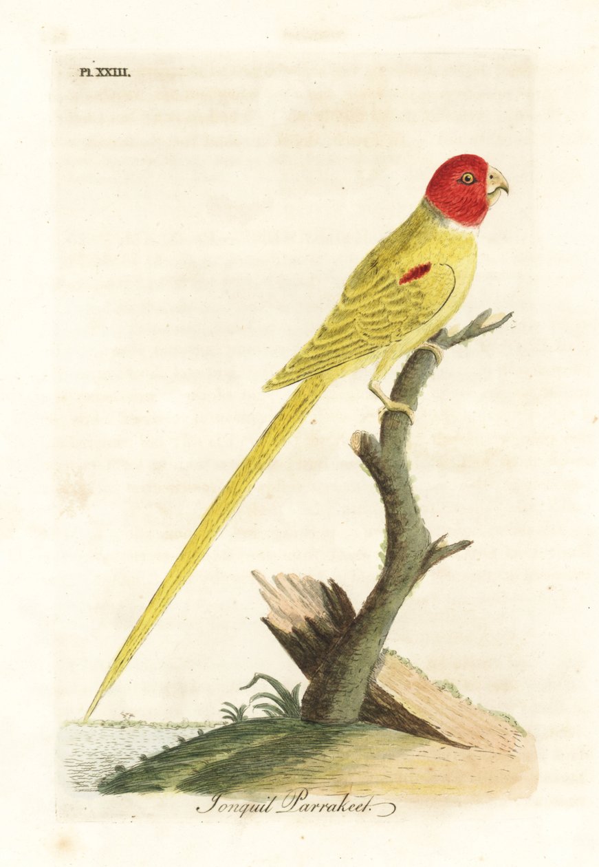 Papoušek olivovoramenný nebo papoušek narcisový, Aprosmictus narcis (papoušek narcisový, Psittacus narcissus). Ručně kolorovaný mědiryt nakreslený a rytý Johnem Lathamem z jeho vlastní A General History of Birds, Winchester od John Latham
