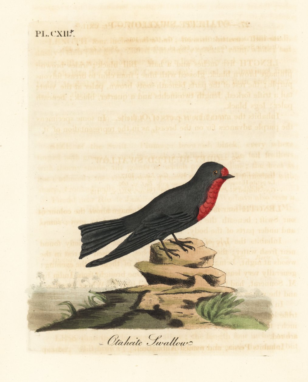 Tichomořská vlaštovka, Hirundo tahitica (Otaheite vlaštovka, Hirundo tahitiae). Ručně kolorovaný mědirytin nakreslený a vyrytý Johnem Lathamem z jeho vlastní A General History of Birds, Winchester od John Latham