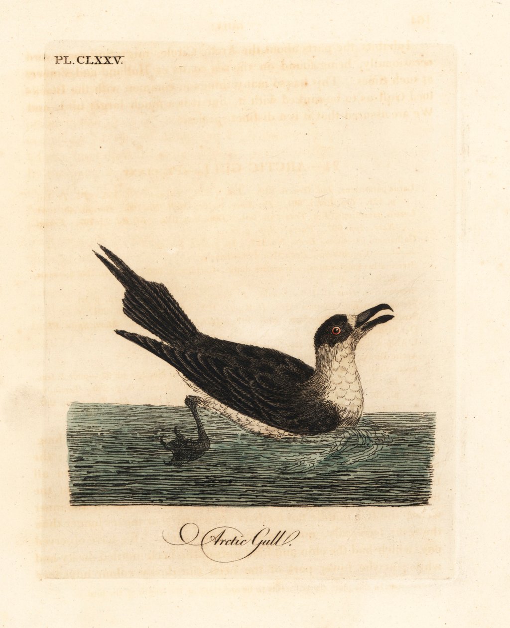 Parazitický jaeger, arktický skua nebo parazitický skua, Stercorarius parasiticus (Racek polární, Larus parasiticus). Ručně kolorovaný mědirytin nakreslený a vyrytý Johnem Lathamem z jeho vlastní A General History of Birds, Winchester od John Latham