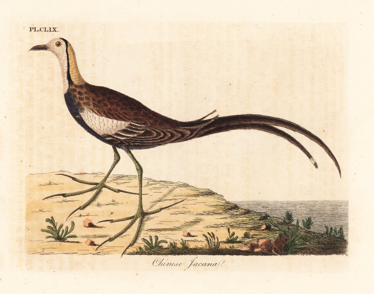Jacana bažantí, Hydrophasianus surgus (jacana čínská, Parra sinensis). Ručně kolorovaný mědirytin nakreslený a vyrytý Johnem Lathamem z jeho vlastní A General History of Birds, Winchester od John Latham