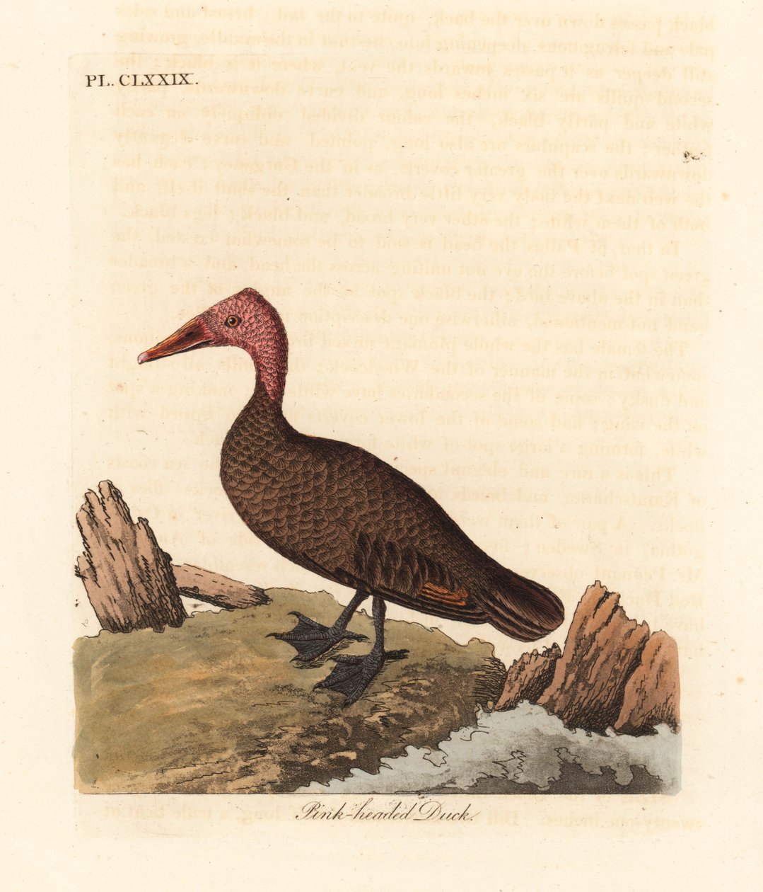 Kachna růžovohlavá, Rhodonessa caryophyllacea (Anas caryophyllacea). Zaniklý od 50. let 20. století. Ručně kolorovaný mědiryt nakreslený a rytý Johnem Lathamem z jeho vlastní A General History of Birds, Winchester od John Latham