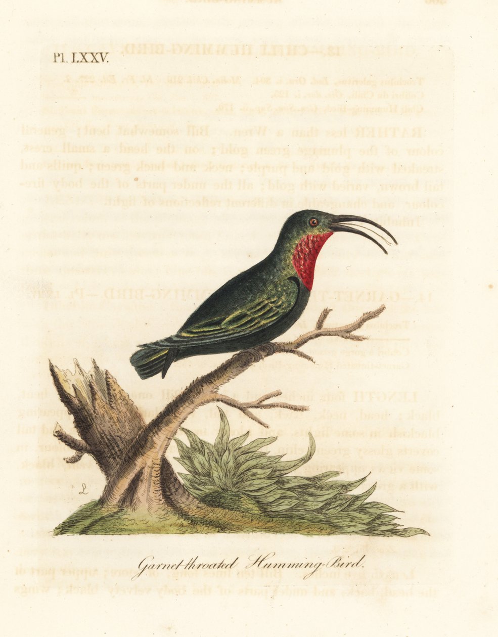 Karib nachový, Eulampis jugularis (Kolibřík granátový, Trochilus granatinus). Ručně kolorovaný mědirytin nakreslený a vyrytý Johnem Lathamem z jeho vlastní A General History of Birds, Winchester od John Latham