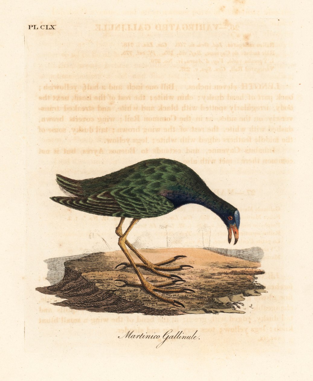 Gallinule nachová, Porphyrio martinicus (Martinico gallinule, Gallinula martinica). Ručně kolorovaný mědirytin nakreslený a vyrytý Johnem Lathamem z jeho vlastní A General History of Birds, Winchester od John Latham