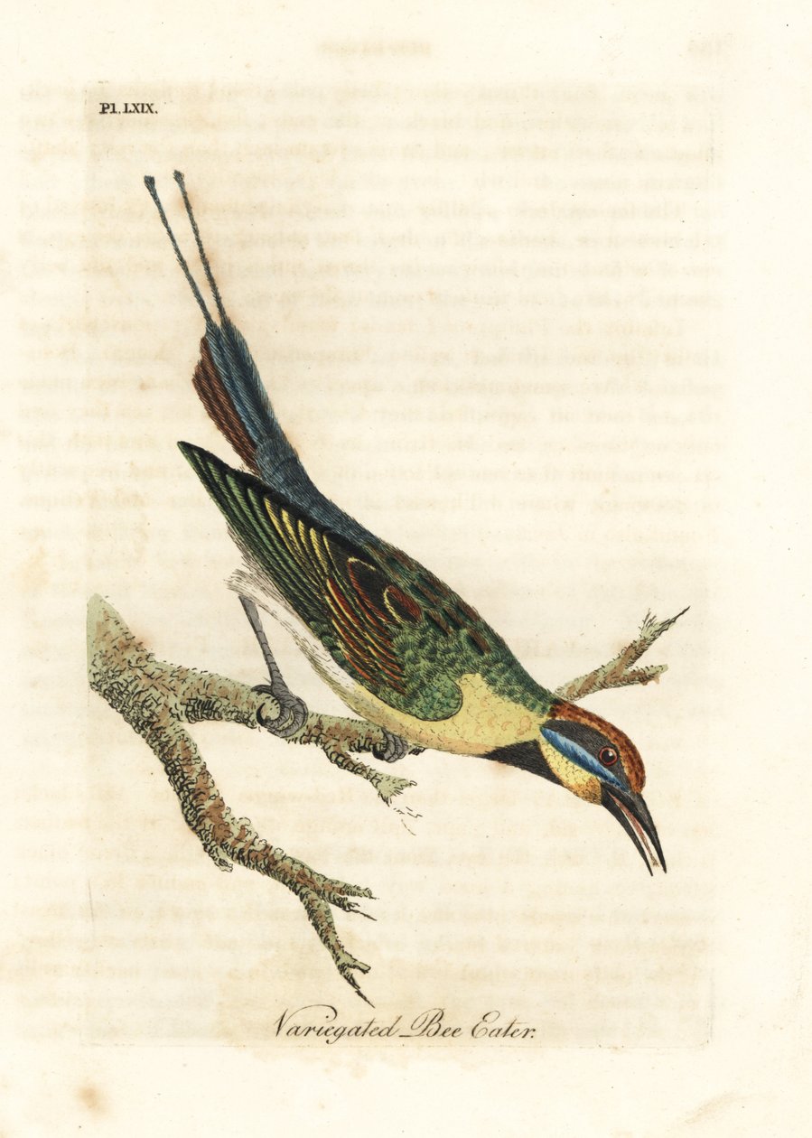 Vlha duhová, Merops ornatus (Včela pestrá). Austrálie. Ručně kolorovaný mědiryt nakreslený a rytý Johnem Lathamem z jeho vlastní A General History of Birds, Winchester od John Latham
