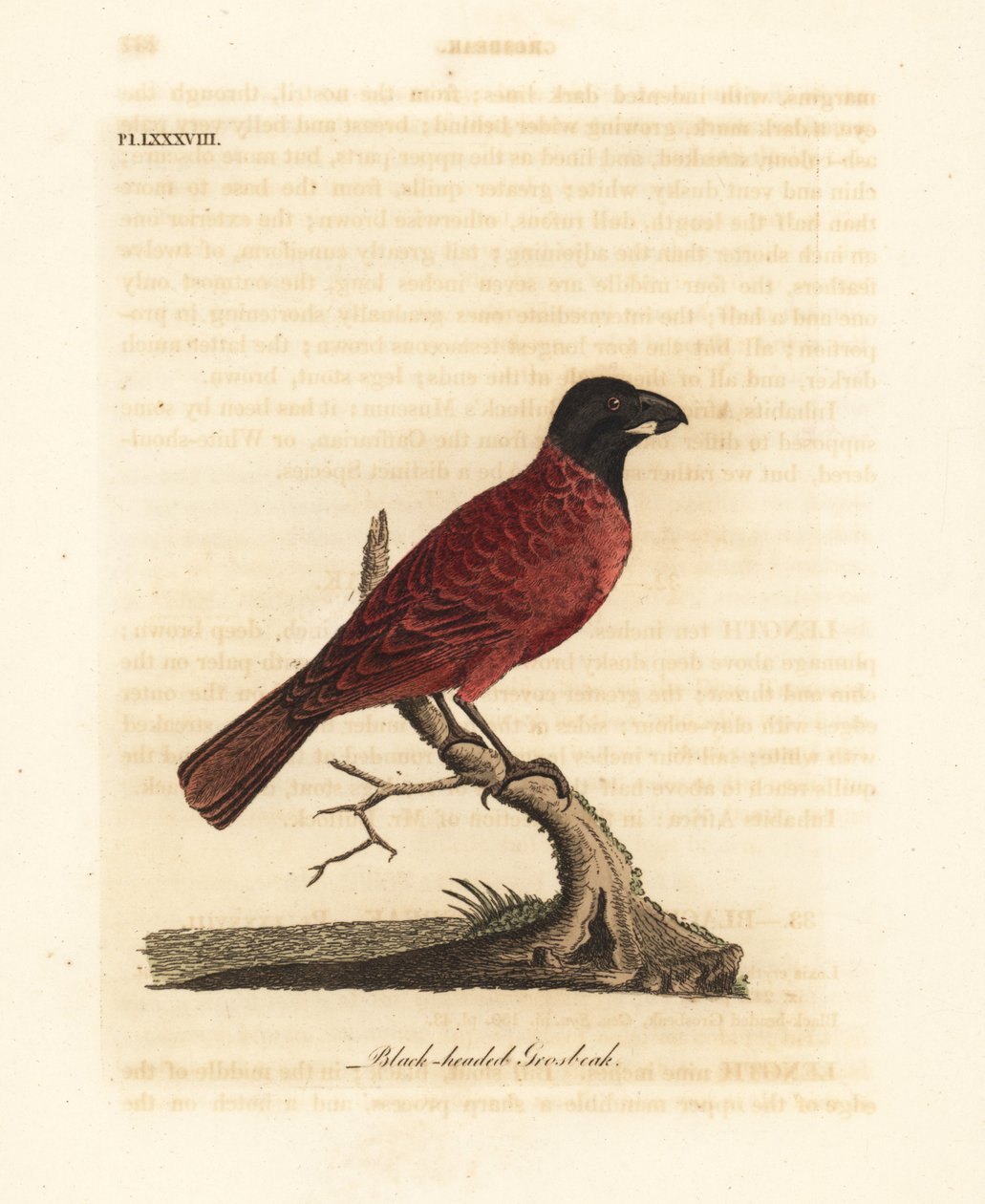 Červenočerný groš, Periporphyrus erythromelas. Blízko ohrožení. (Černohlavý groš, Loxia erythromelas.) Ručně kolorovaný mědirytin nakreslený a vyrytý Johnem Lathamem z jeho vlastní A General History of Birds, Winchester od John Latham