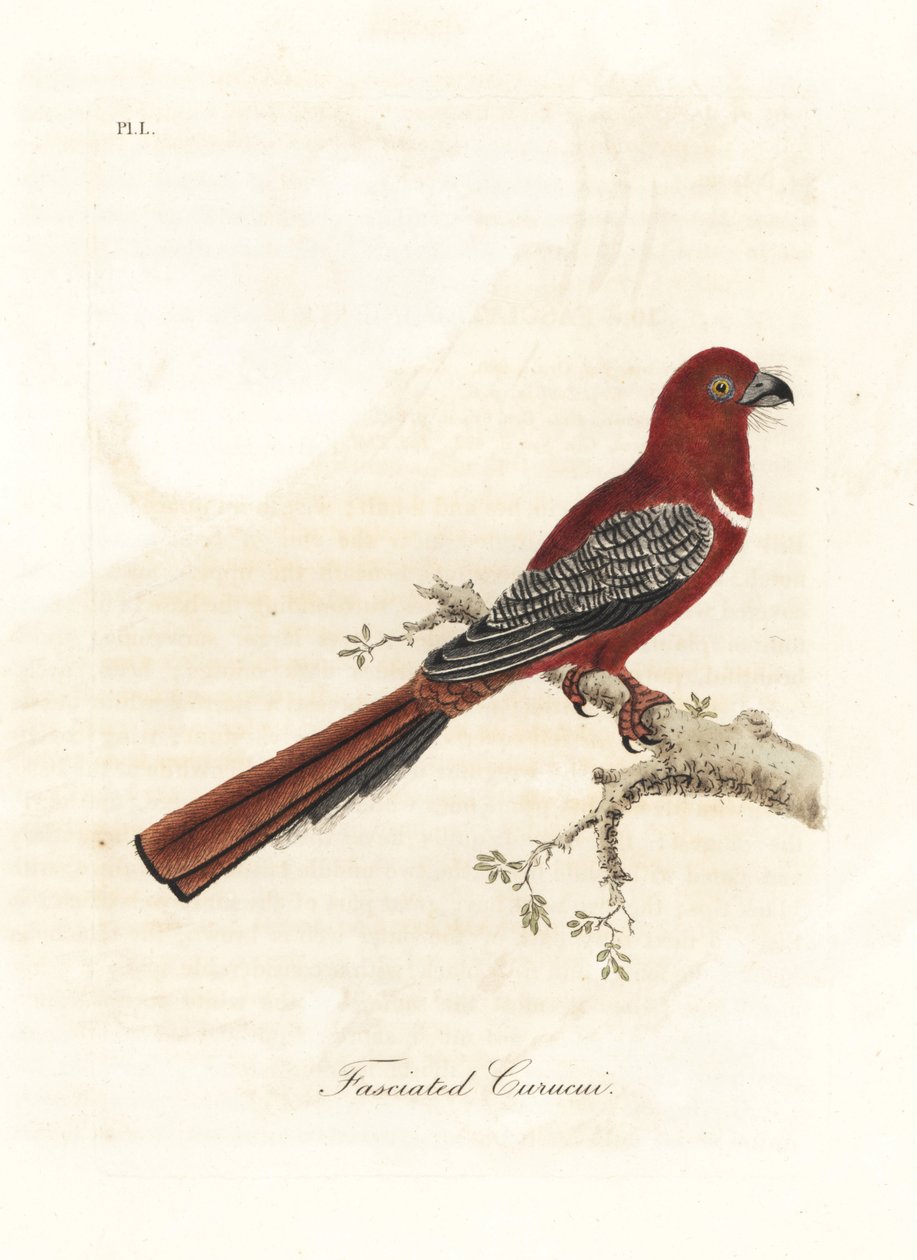 Trogon červenohlavý, Harpactes erythrocephalus (Fasciated curucui, Trogon fasciatus). Ručně kolorovaný mědirytin nakreslený a vyrytý Johnem Lathamem z jeho vlastní A General History of Birds, Winchester od John Latham