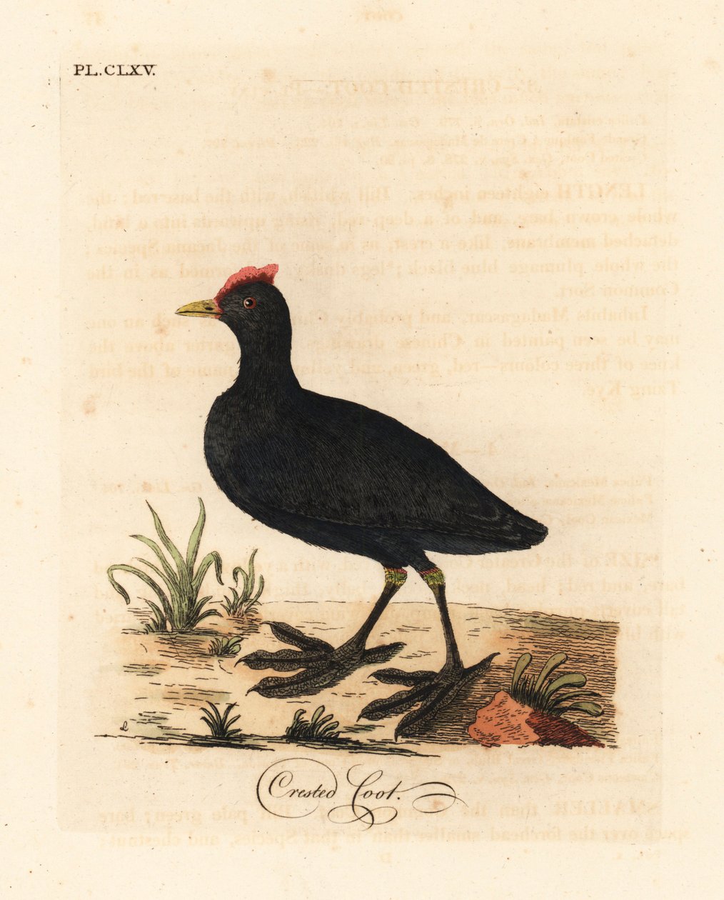 Lyska červená nebo lyska chocholatá, Fulica cristata. Ručně kolorovaný mědirytin nakreslený a vyrytý Johnem Lathamem z jeho vlastní A General History of Birds, Winchester od John Latham