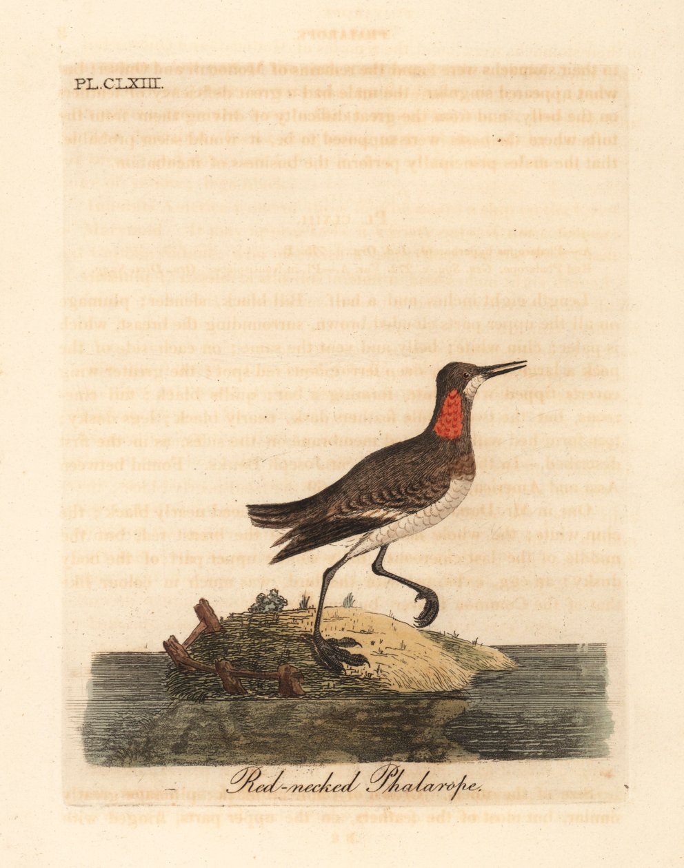 Falaropus rudokrký, Phalaropus lobatus (Phalaropus hyperboreus). Ručně kolorovaný mědiryt nakreslený a rytý Johnem Lathamem z jeho vlastní A General History of Birds, Winchester od John Latham