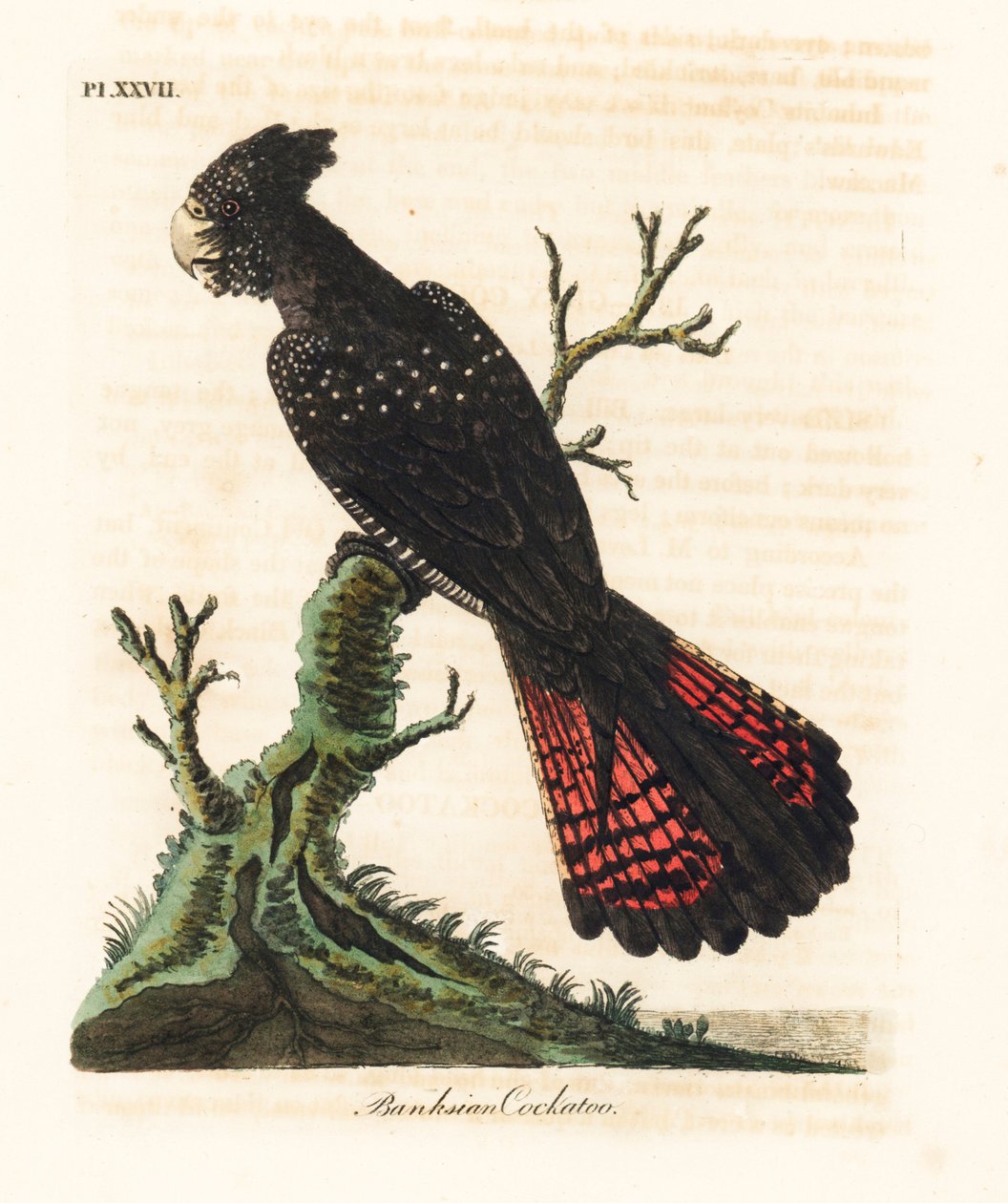 Kakadu černoocasý, Calyptorhynchus banksii (kakadu bankovní, Psittacus banksii). Ručně kolorovaný mědirytin nakreslený a vyrytý Johnem Lathamem z jeho vlastní A General History of Birds, Winchester od John Latham