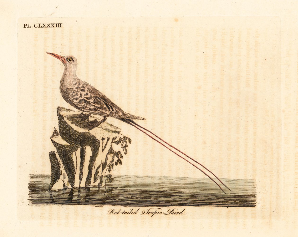 Červenoocasý tropický pták, Phaethon rubricauda (Phaeton phoenicurus). Ručně kolorovaný mědirytin nakreslený a vyrytý Johnem Lathamem z jeho vlastní A General History of Birds, Winchester od John Latham
