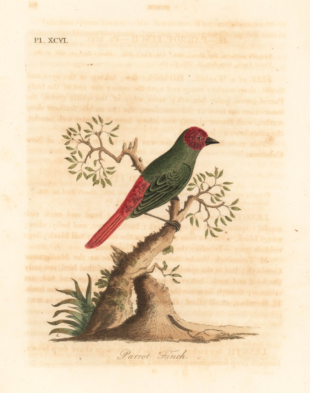 Papoušek rudohrdlý, Eritrea psittacea (pěnkava papouščí, Fringilla psittacea). Ručně kolorovaný mědiryt nakreslený a rytý Johnem Lathamem z jeho vlastní A General History of Birds, Winchester od John Latham