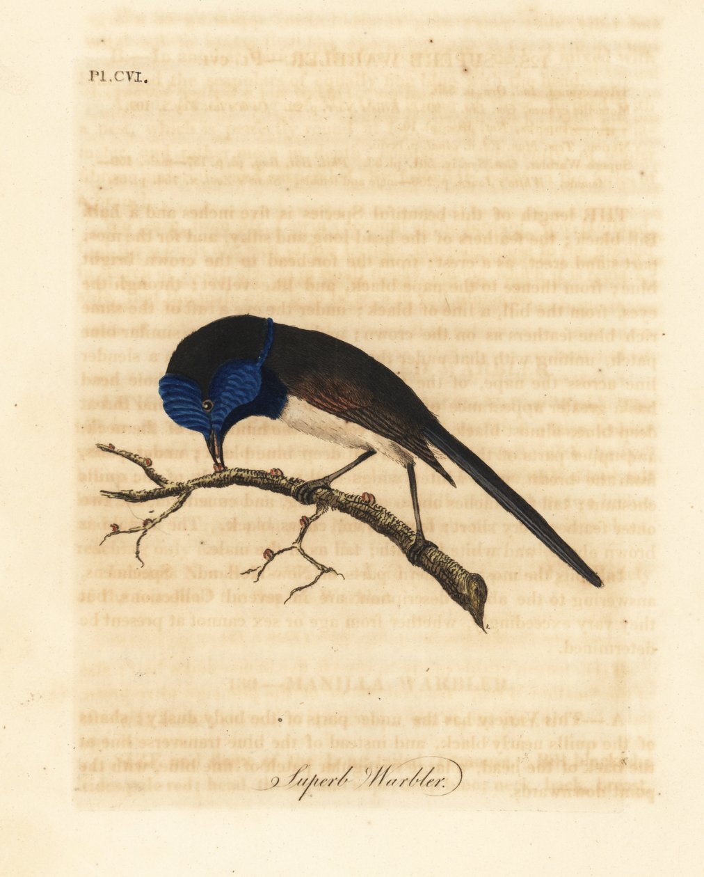 Víla rudokřídlá, Malurus elegans (pěnice skvělá, Sylvia cyanea). Ručně kolorovaný mědirytin nakreslený a vyrytý Johnem Lathamem z jeho vlastní A General History of Birds, Winchester od John Latham