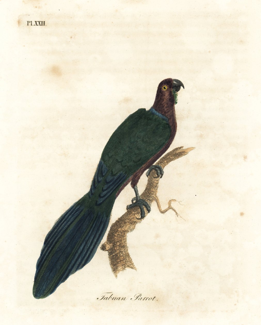 Červený papoušek lesklý, Pyrrhulopsis tabuensis (papoušek tabuánský, Psittacus tabuensis). Ručně kolorovaný mědiryt nakreslený a rytý Johnem Lathamem z jeho vlastní A General History of Birds, Winchester od John Latham