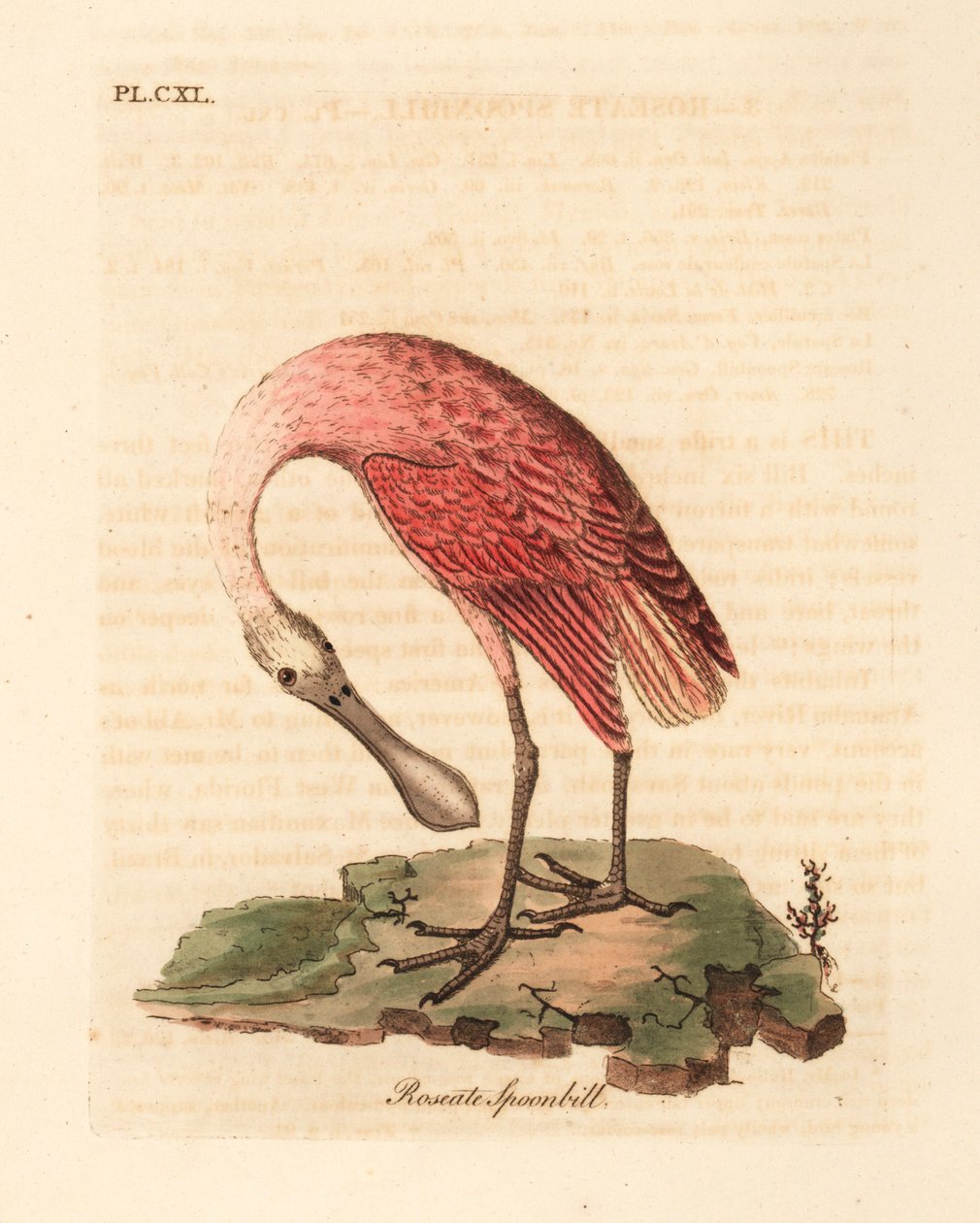 Spoonbill, Platalea ajaja. Ručně kolorovaný mědiryt nakreslený a rytý Johnem Lathamem z jeho vlastní A General History of Birds, Winchester od John Latham