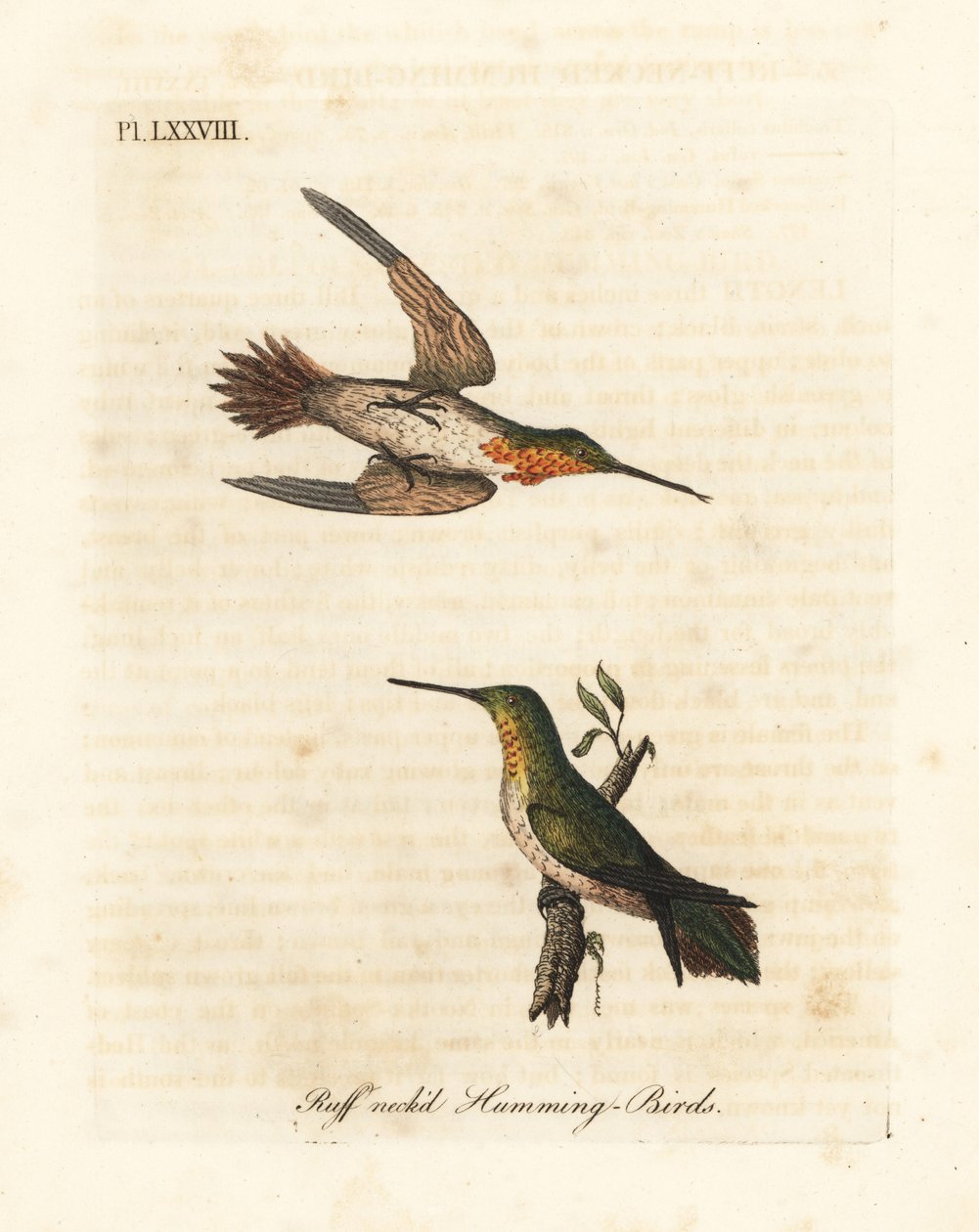 Kolibřík rufous, Selasphorus rufus (kolibřík rufokrký, Trochilus collaris). Muži a ženy. Ručně kolorovaný mědirytin nakreslený a vyrytý Johnem Lathamem z jeho vlastní A General History of Birds, Winchester od John Latham